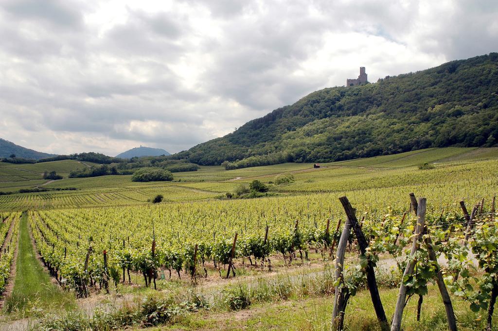 Apartament Vignobles Frey-Sohler Scherwiller Zewnętrze zdjęcie